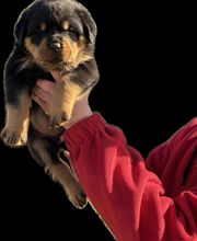 Elevage Des Princes De L'albinol image 2