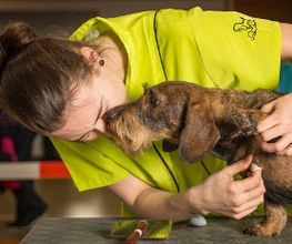 Hundesalon Pet Cut's Bild 1