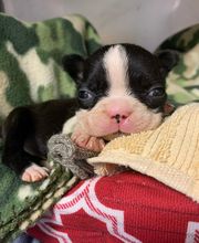 Independence Veterinary Clinic image 15