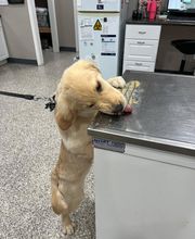 The Pet Wellness Group: Florence image 4