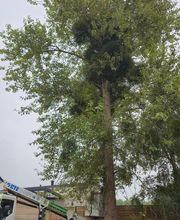 Sos Elagage image 11