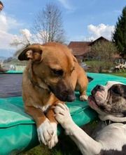 Alpepfötli GmbH Bild 11