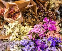 Linder Blumen am Bahnhofplatz in Aarau Bild 7