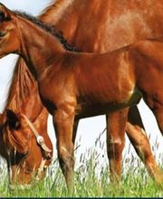 Ceva Santé Animale image 1