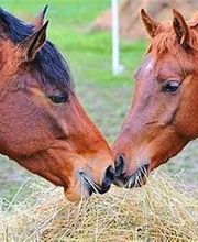 Reitsport-Lauchringen Bild 5