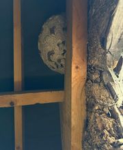 Allo Guepes Dératisation image 6