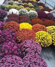 Chazalet Plants image 7