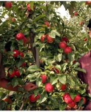 Marché Paysan Bühlmann Bild 1