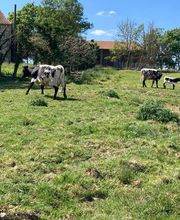 Ferme du Roussel image 12