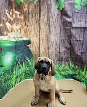 Petsburgh Pet Care image 3