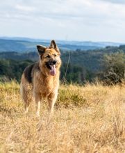 Sarah Genuit Fotografie Bild 5