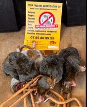 Stop Frelons image 3