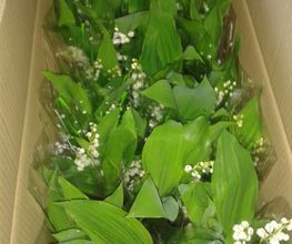Muguet Castaing image 3