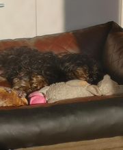 Hundebett No. 3 gesteppt 2farbig, Kunstleder mit Nappaprägung
Das Hundebett gibt es in verschiedenen Größen und Farben. Bezug waschbar bis 30° C. Besonderheiten: Unterboden aus Kunstleder, abwaschbar