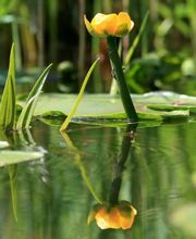 Hortulanus AG Bild 2