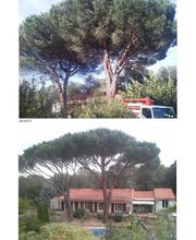 Roussillon Elagage image 4