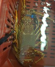 Bretagne Huîtres image 8