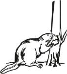 Baum- & Gartendienst Stockhammer logo