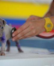 Clínica Veterinaria Villaluenga imagen 5