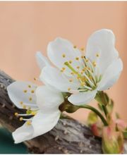 Sarah Roth - Ernährungsberatung Bild 1