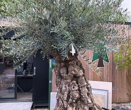 Sequoia Paysage image 1