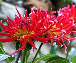 Mon Joli Jardin image 1