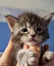 élevage des derniers vikings image 2