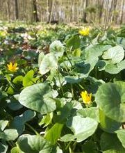 FriedWald Buxtehude Bild 15