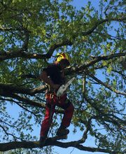 Au Respect De L'arbre image 4