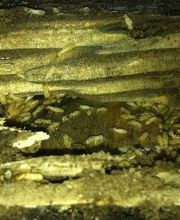 tratamiento-terrmitas-y-carcoma.jpg