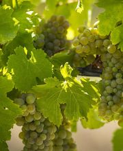 Caveau de Jalès image 2