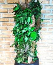 Vegetal Trend Sàrl Bild 12