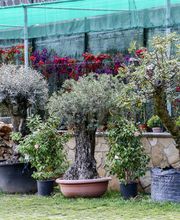 Gallery Professionale