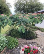 Au Rendez-Vous D'Chasse image 2