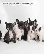 ELEVAGE D'YMAUVILLE image 2