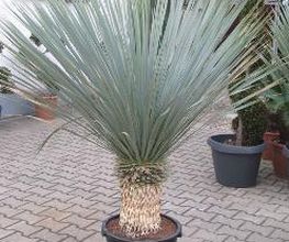 PALMENSTADL Bild 3