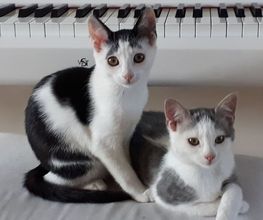 Comme Un Chat image 10