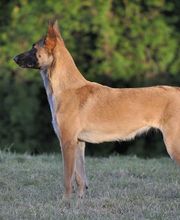 KYNOS - JORIS LOEFF Éducateur comportementaliste canin image 12