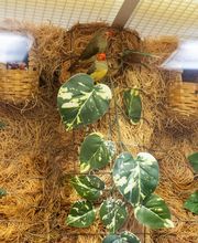 Clover Ridge Place image 3