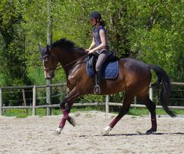 Centre Equestre De La Guérinière image 9