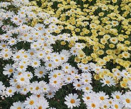 Hanriot Fleurs image 4
