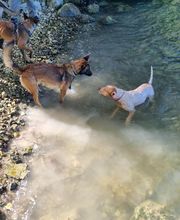 Antho Educanine image 4