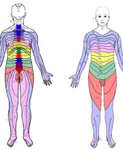 Dermatome dorsal und ventral.jpg