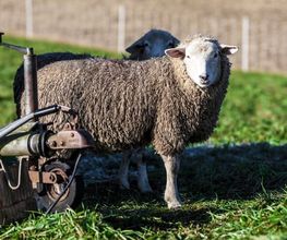 Tierklinik24 Bild 5