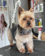 Détente Canine image 6