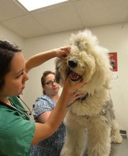 Archer Veterinary Clinic image 11