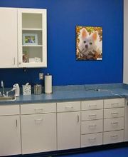 Caring Hands Animal Hospital - Centreville image 13