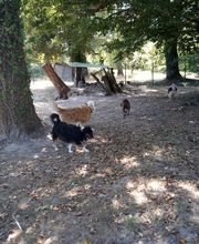 Harmonie Canine image 1