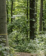 FriedWald Kamenz Bild 13
