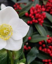 Jardinerie Fleuristerie Hämmerli SNC Bild 1